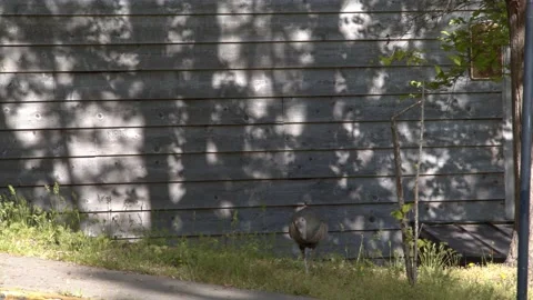 Wild Turkey Roaming Outside Of an Old Building Stock Footage 154385368