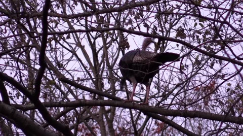 Wild turkey roosting fall twilight Vidéo 56535354
