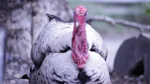 Wild Turkey Ruffles Feathers Stock Footage