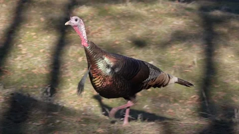 Wild Turkey Running in the Wilderness Stock Footage 170190827