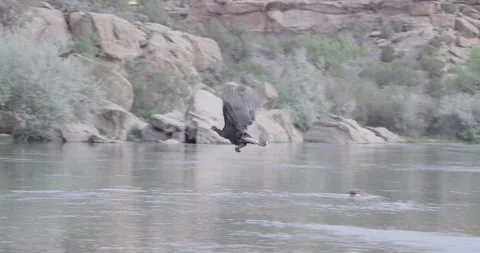 Wild turkey runs into river and takes flight across water Stockbeeldmateriaal 334484498