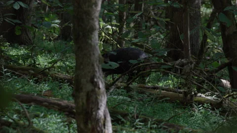 Wild turkey scratching and foraging on dense forest floor, static shot Stock Footage 346732297