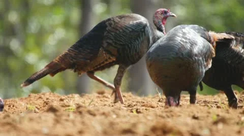 Wild Turkey  Scratching Stock Footage 10848020
