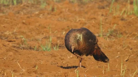 Wild Turkey Scratching Stock Footage 10877220