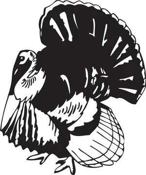 Wild Turkey Silhouette Vector Illustration Stock Illustration