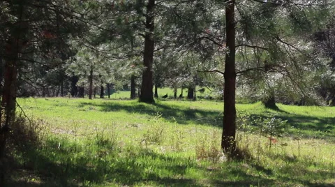 Wild Turkey Silhouetted in the Forest Video stock 62412776