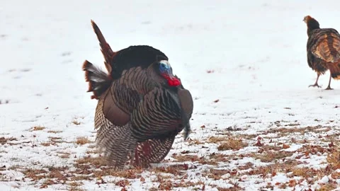 Wild Turkey in the the snow in Minnesota Stock Footage 337435599