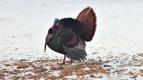 Wild Turkey in the the snow in Minnesota Stock Footage 337435607
