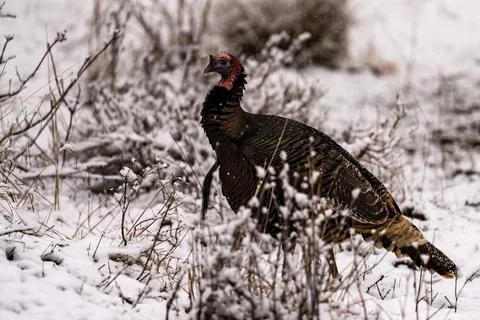 Wild turkey in the snow Stock Photos