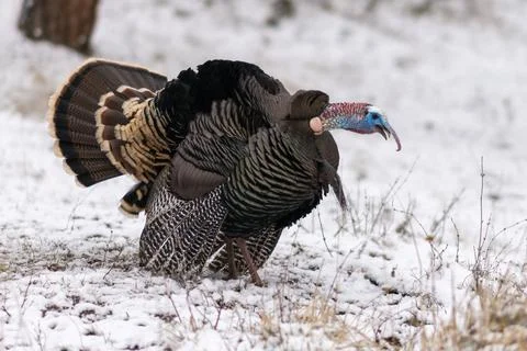 Wild turkey in the snow Stock Photos