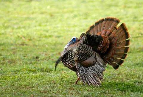 Wild turkey spreading tail 스톡 사진