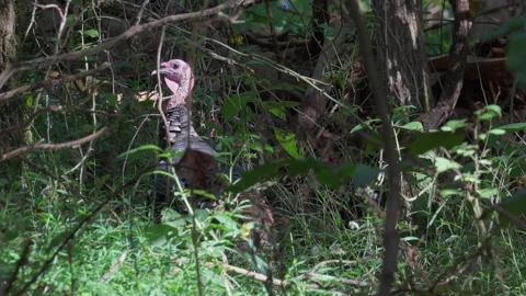 Wild turkey standing alert in dense forest brush, static tripod shot Stock Footage 346730548
