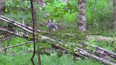 Wild turkey standing on fallen tree jumps off runs away Stock Footage 79838624