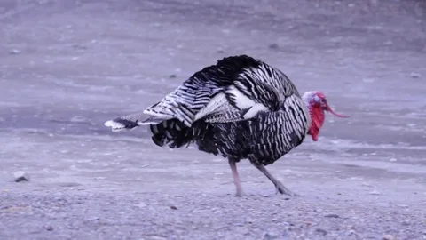 Wild Turkey Struts Vidéo 73606685