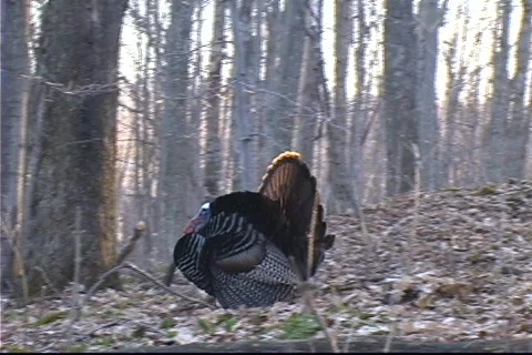 Wild Turkey  strutting Stock Footage 679209