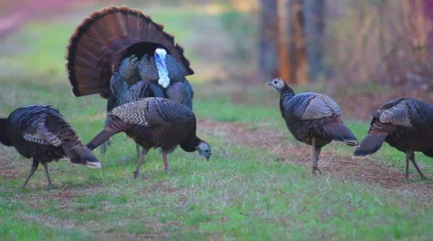 Wild Turkey Strutting Stock Footage 1239995