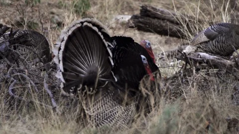 WILD TURKEY STRUTTING Stock-Footage 119556069