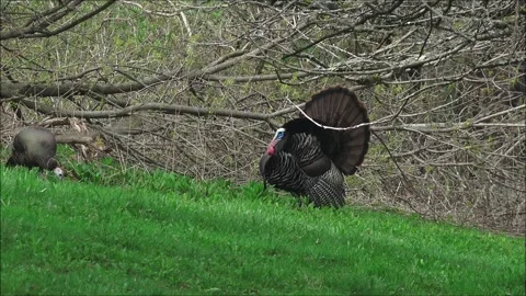 Wild Turkey Strutting Stock Footage 307844464