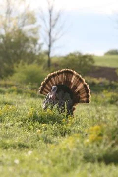 Wild Turkey in sun Stock Photos