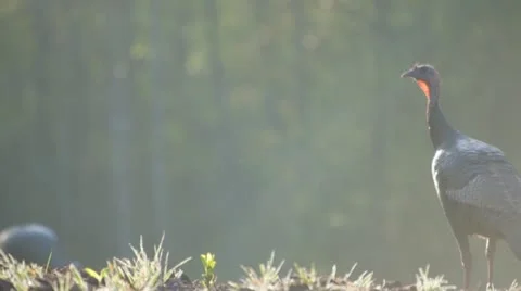 Wild Turkey Sunrise Stock Footage 10850122