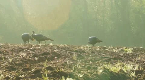 Wild Turkey Sunrise Stock Footage 10850359
