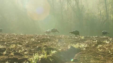 Wild Turkey Sunrise Stock Footage 10850402