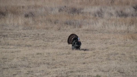 Wild Turkey Tom Gobbling Stock Footage 120086460
