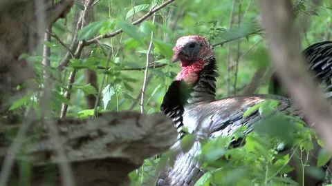 Wild turkey tom hidden in the forest closeup Vídeo Stock 115017401