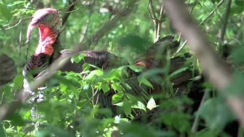 Wild turkey tom hidden in the forest very close Stock Footage 115017402