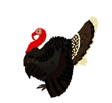 Wild turkey vector illustration isolated on white background Illustration