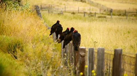Wild Turkey Vulture Buzzards Sitting on a Fence Stock Footage 24894486