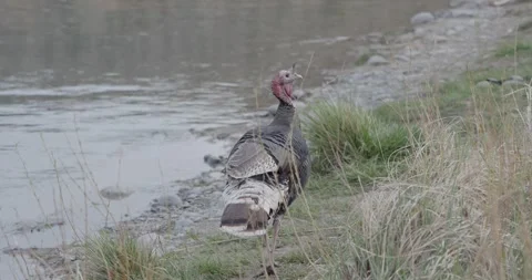 Wild Turkey Walking Along River Edge, Riparian Habitat Ground Behavior, 7K Stockbeeldmateriaal 333264620