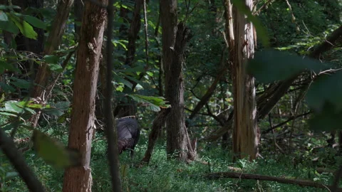 Wild turkey walking away into the deep wilderness forest, static shot Stock Footage 346732244
