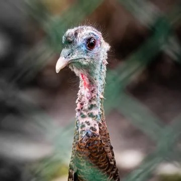 Wild turkey walking in the city Stock Photos