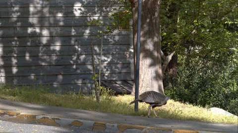 Wild Turkey Walking Down The Sidewalk Stock Footage 154385432