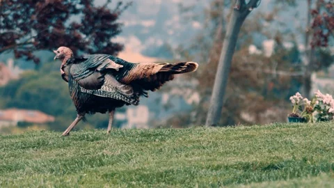 Wild Turkey walking in the field Video stock 105687442