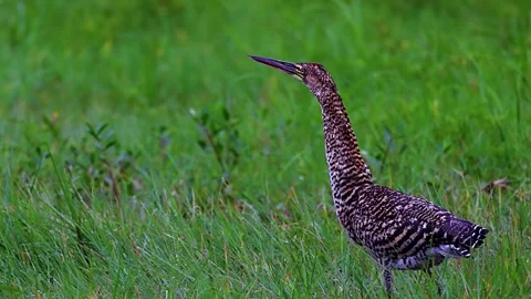  Wild Turkey Walking in Grass Stock Footage 323143064