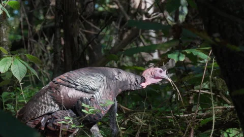 Wild turkey walking out of view across forest floor, static tripod shot Stock Footage 346730572