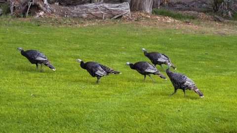 Wild Turkey Walking in a Park. Stock Footage 112891741