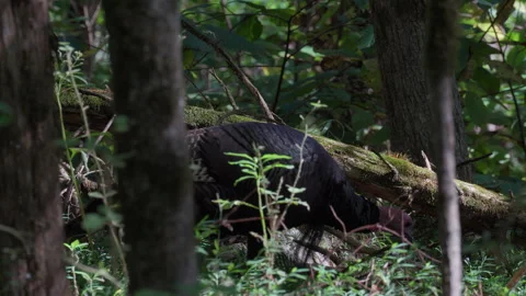 Wild turkey walking past a large mossy log in the forest, static shot Stock Footage 346731945