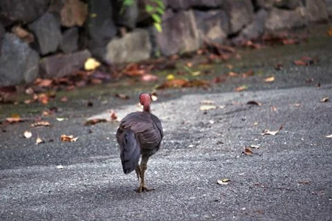 Wild Turkey Walking Stock Photos