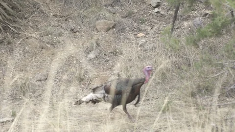 WILD TURKEY WALKING THROUGH FRAME 4K Stock-Footage 119556940