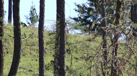 Wild Turkey Walking Up a Tree Lined Hill Video stock 62410418