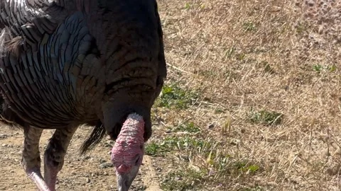 Wild turkey walks toward camera and vocalizes Stock Footage 315411473