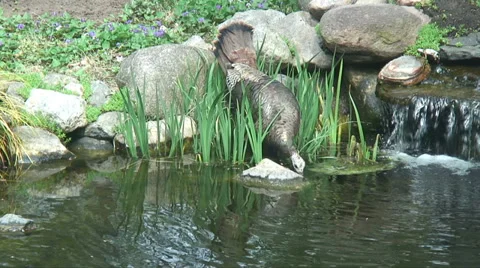 Wild Turkey at Waterfall Video stock 38542355
