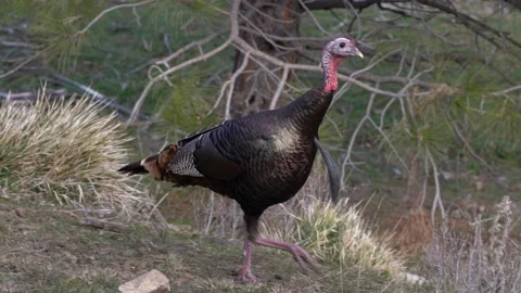Wild Turkey in the Wilderness Stock Footage 169488298