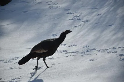 A wild turkey in winter Stock Photos
