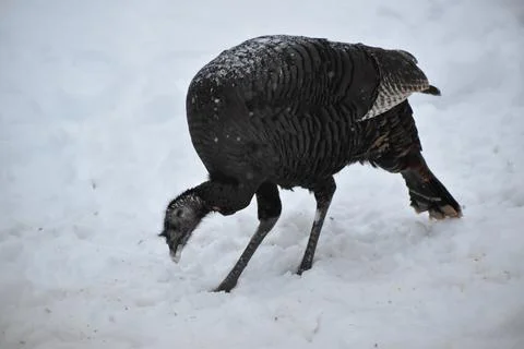 A wild turkey in winter Stock Photos
