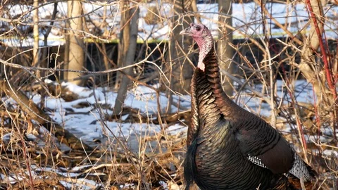 Wild Turkey in Wisconsin Stock Footage 100981164