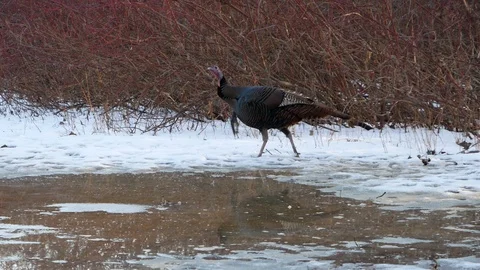 Wild Turkey in Wisconsin Stock Footage 100981362